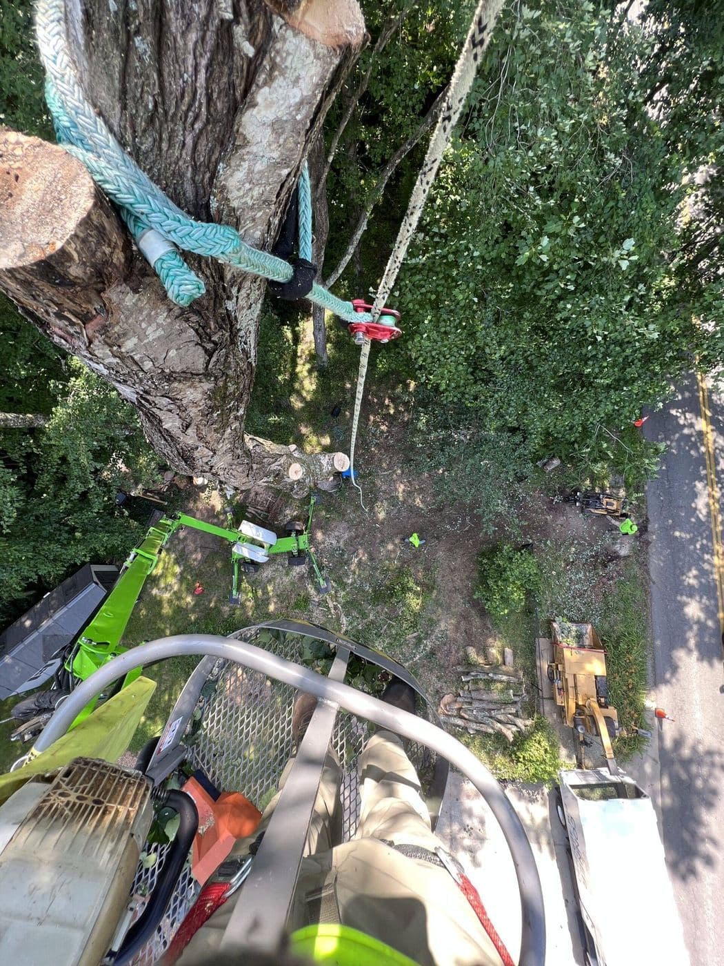 trees