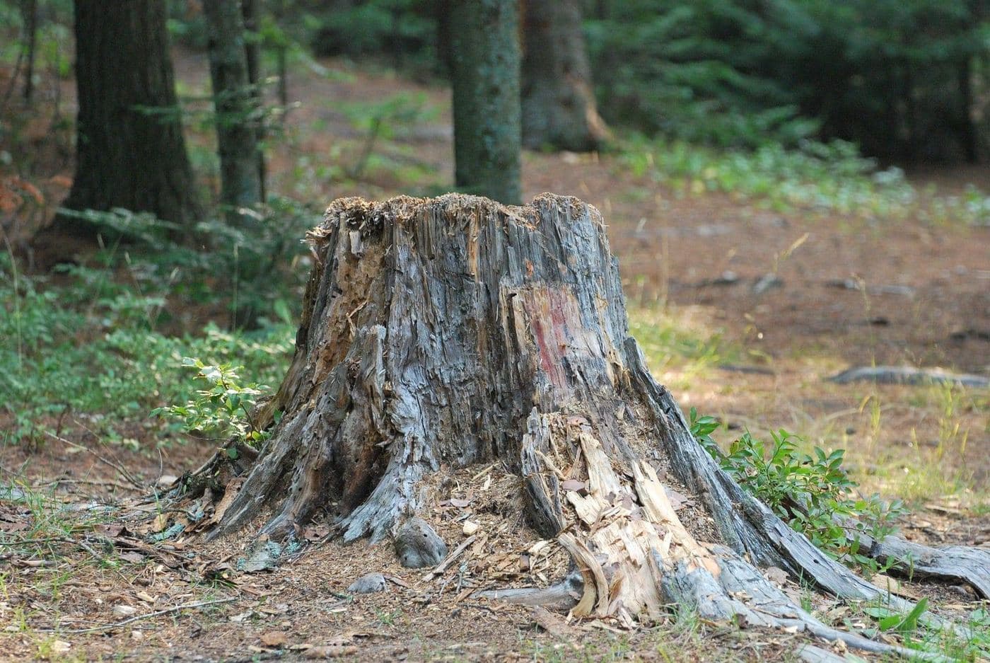 Creative Uses for Tree Stumps: What to Do After a Tree Comes Down