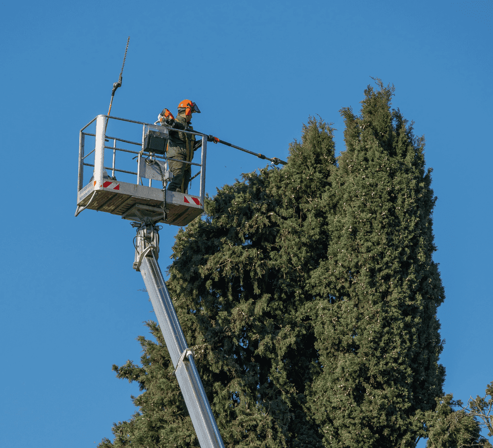 Tree trimming near New Kent County, VA