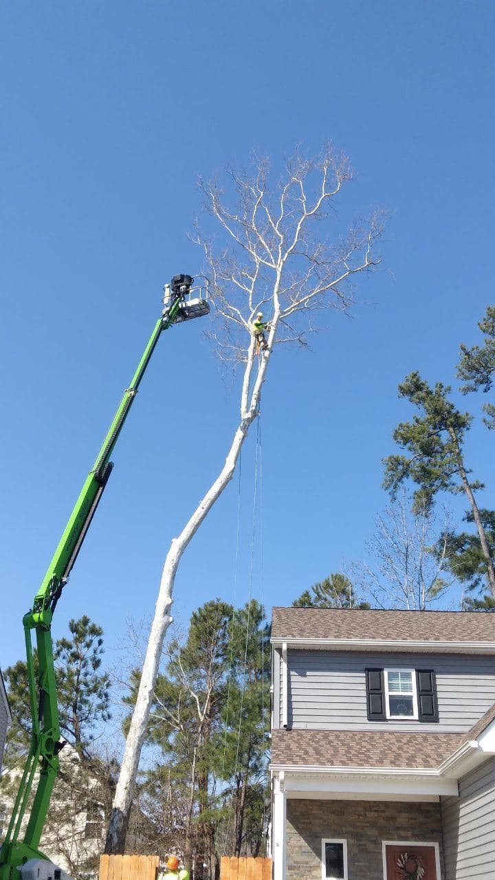 tree trimming service