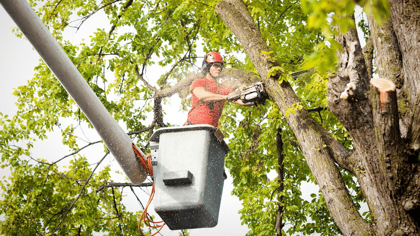 Tree Removal