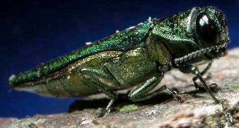 Close up picture of an Emerald Ash Borer, an invasive species that is killing Ash trees in many regions in the US, including Virginia. (Image Credit: David Cappaert Bugwood.org)