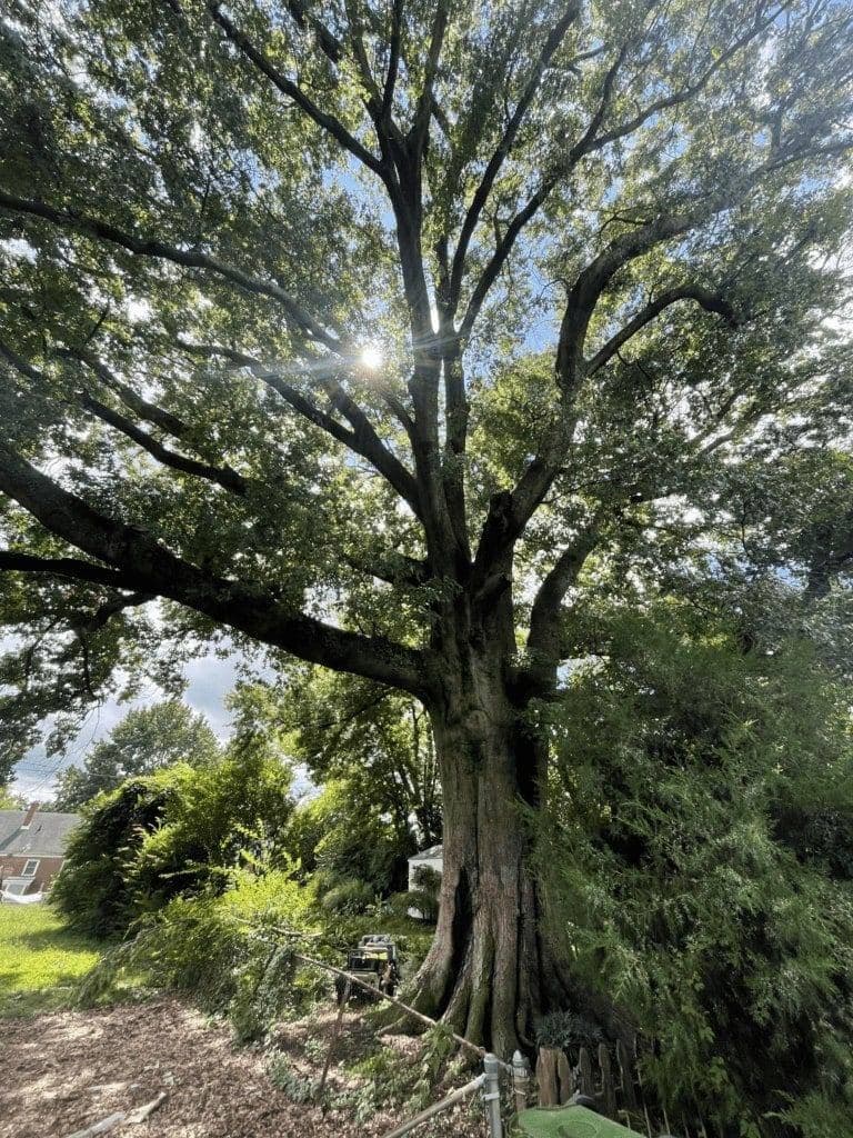 Tree Before Removal (Kent County, VA)
