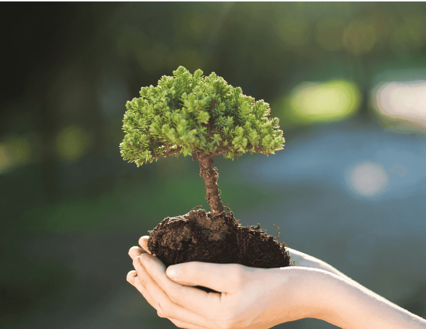 Holding little sapling.