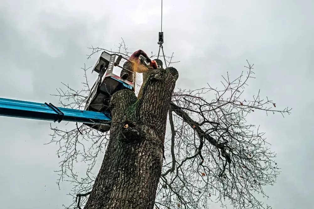 Seasonal Factors: When to Schedule Tree Removal for Optimal Results