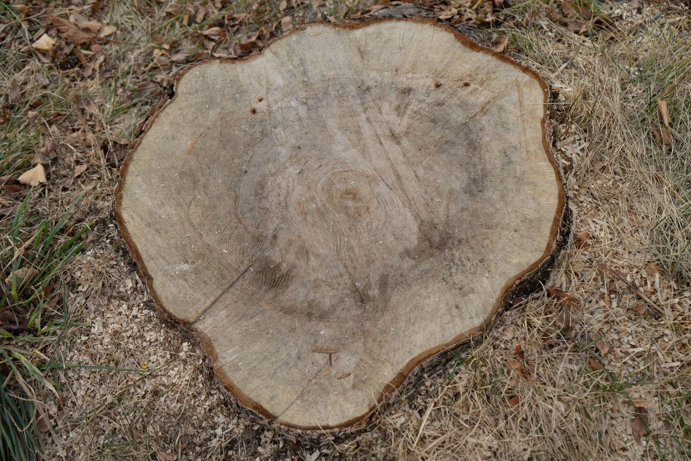 Stump Grinding vs. Stump Removal: Which is Best?