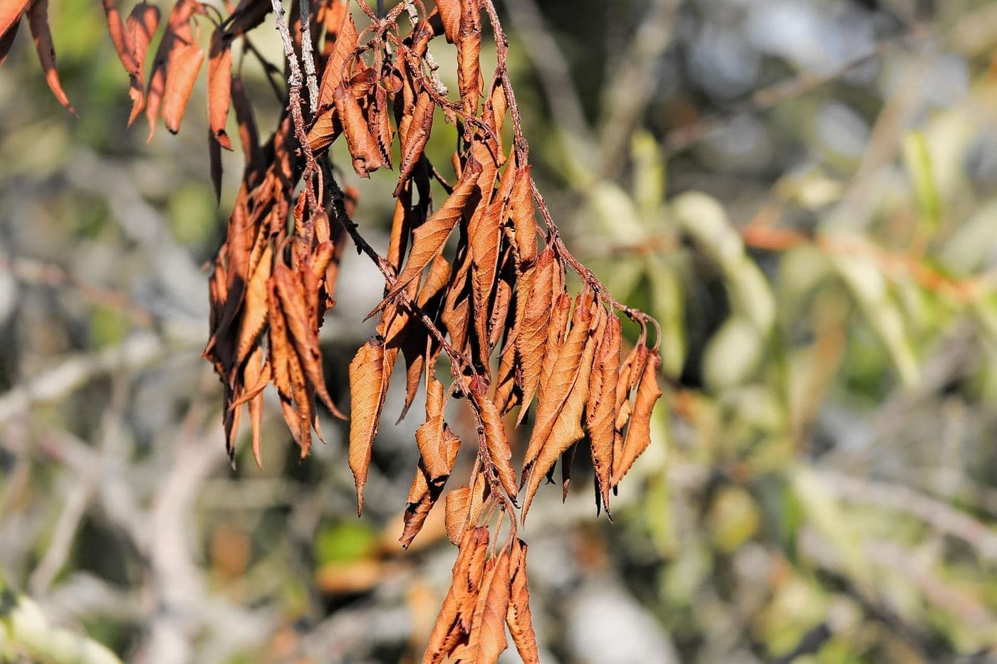 Summer Survival: Protecting Trees from Heat Stress & Drought
