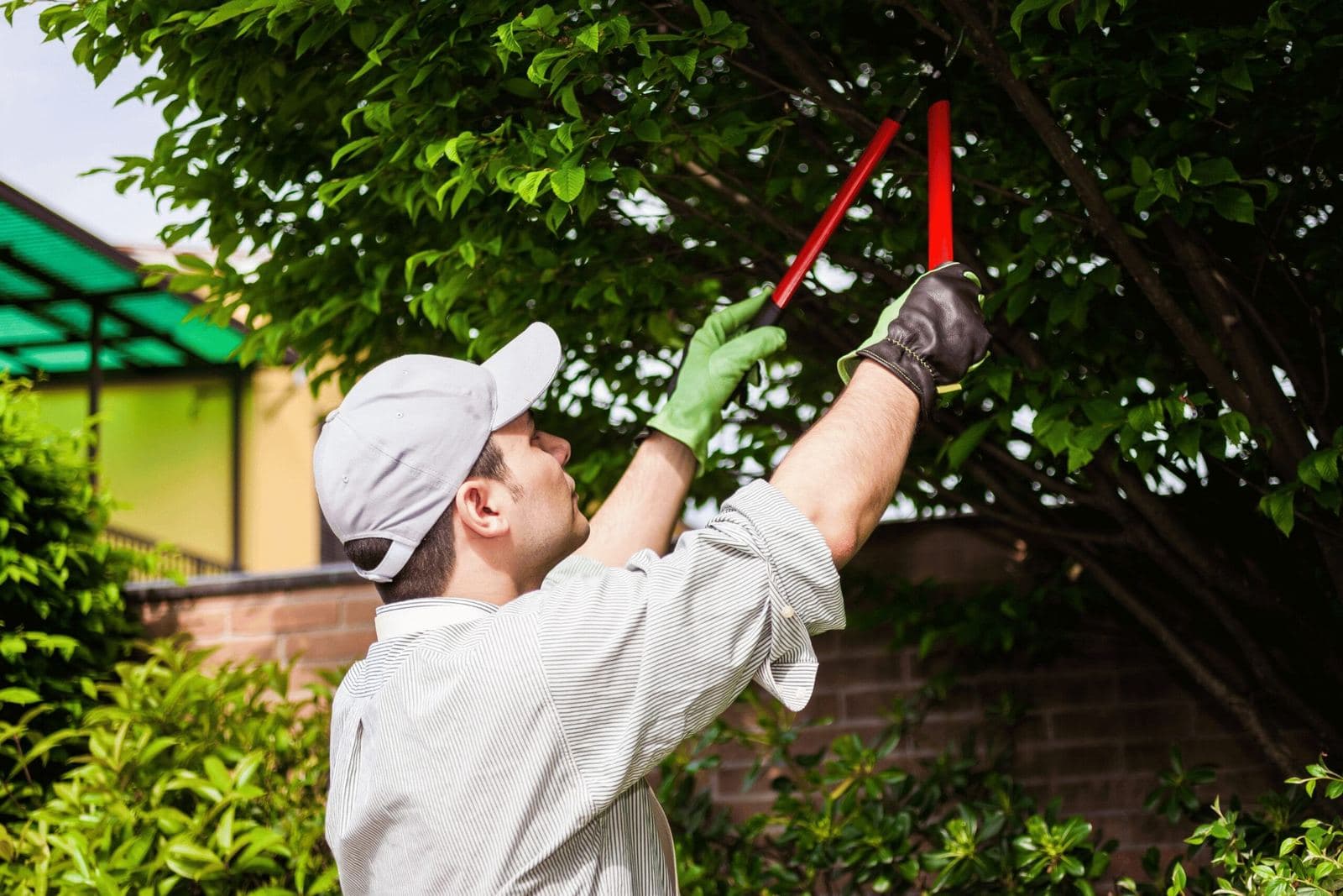 Municipal and parks tree work by Conner Tree Service in Virginia.