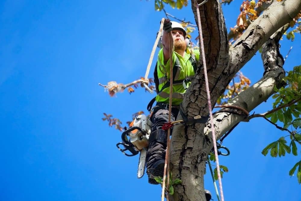 Arborist trimming trees on a school campus in Richmond, Virginia.