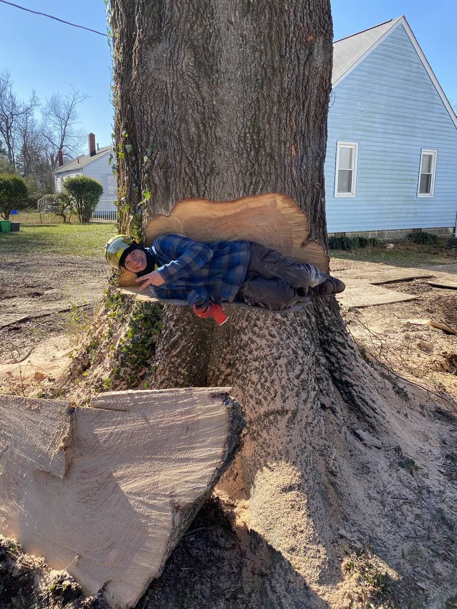 Directional notch cut into a large trunk before felling.