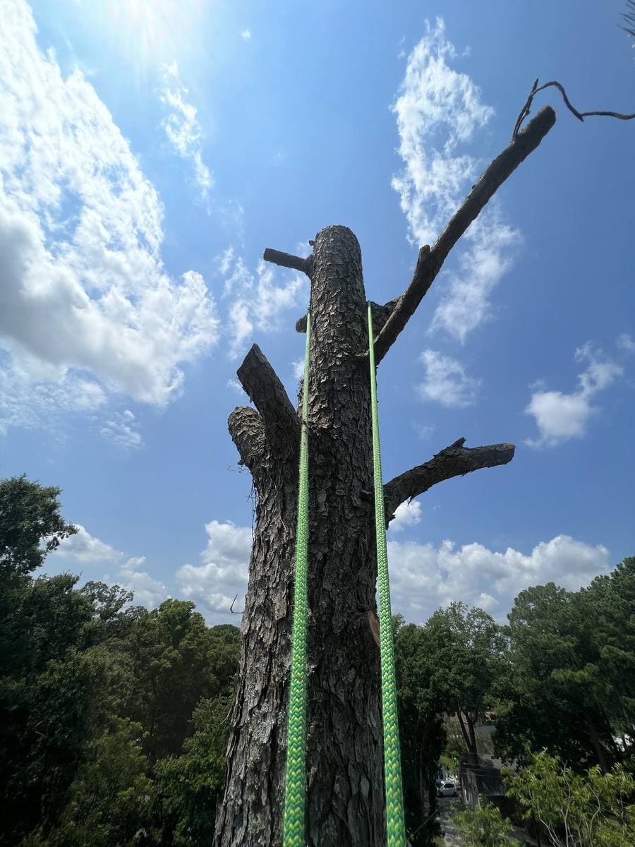 Tall trunk being taken down in sections.