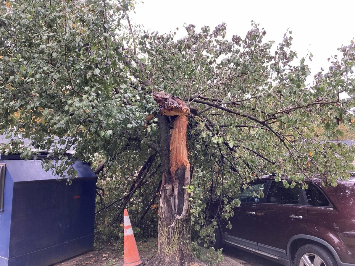 A storm-felled tree brought down across a parked car.