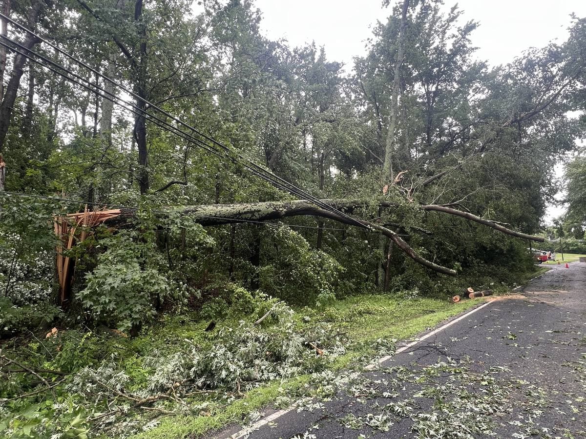 Ice-laden trees down across a road after a winter storm.