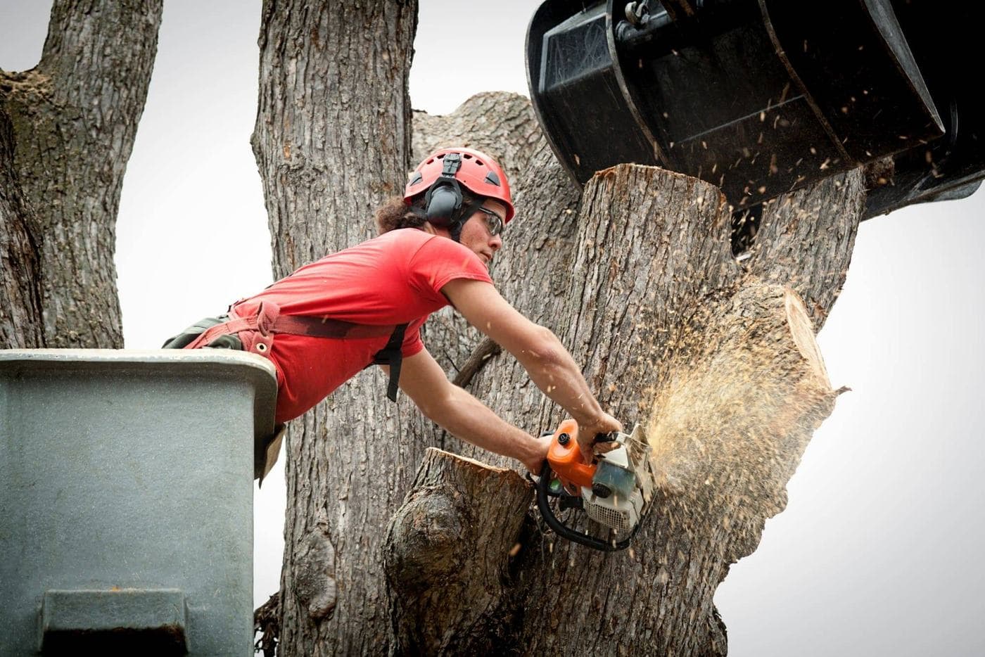 Tree care services in Ashland, Virginia by Conner Tree Service.