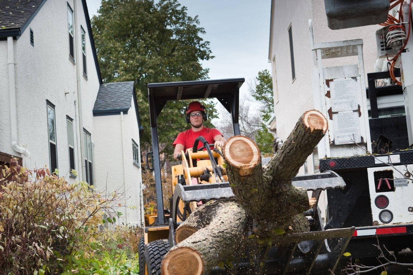 Tree removal and care services in Chesterfield County, Virginia.