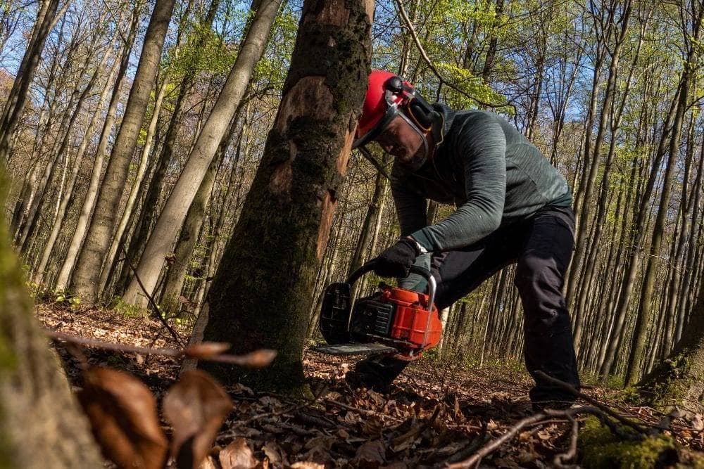 Tree care and stump grinding services in Glen Allen, Virginia.