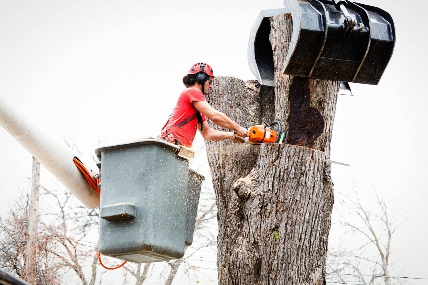 Tree care services in Manakin-Sabot, Virginia by Conner Tree Service.