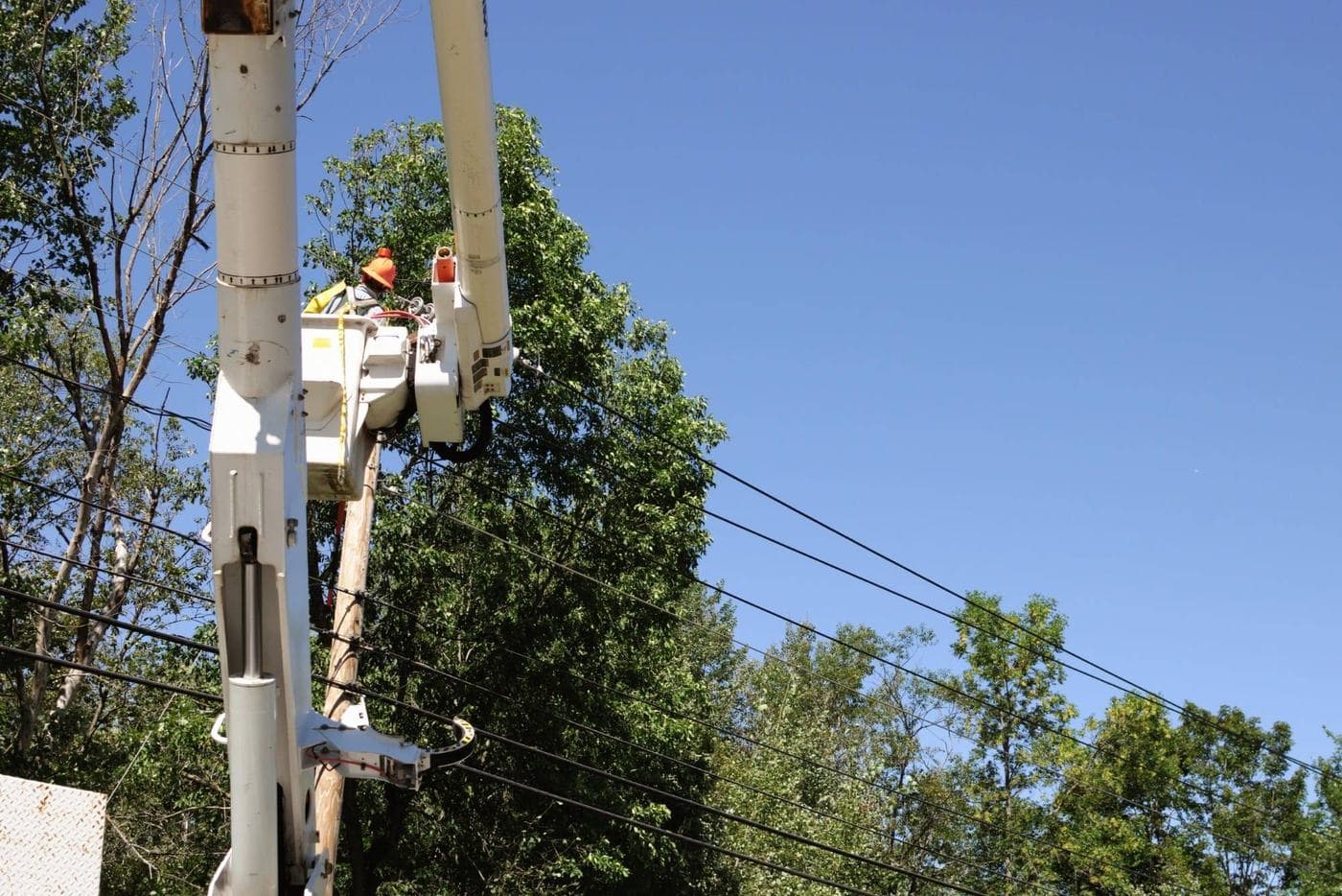 Professional tree services in Midlothian, Virginia by Conner Tree Service.