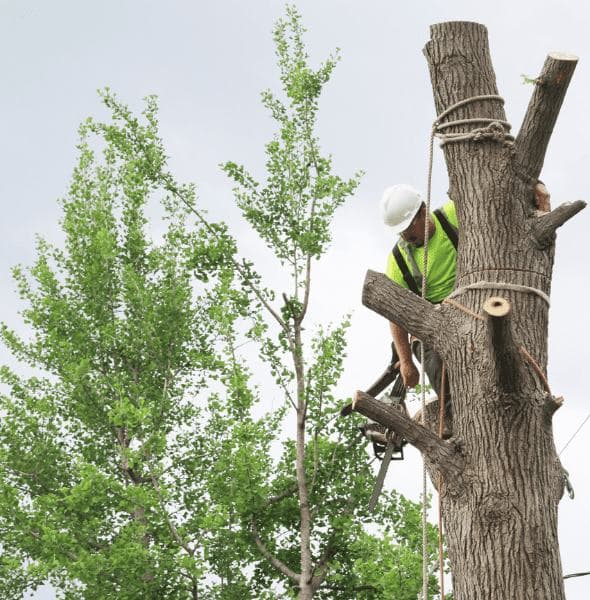 Certified arborist trimming a tree in Quinton, Virginia for Conner Tree Service.