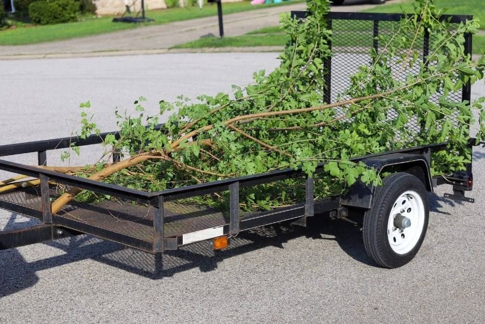 Professional tree services in Williamsburg, Virginia by Conner Tree Service.